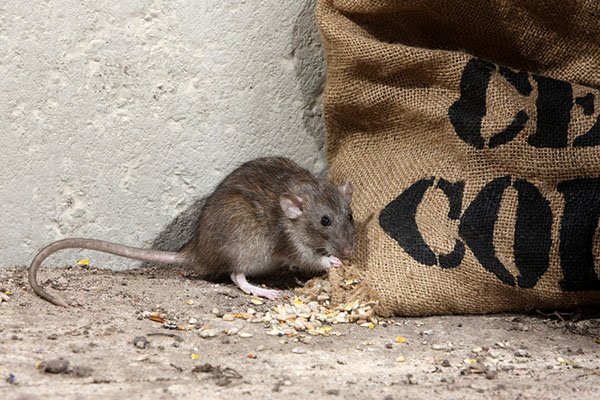 Rat Pest Control