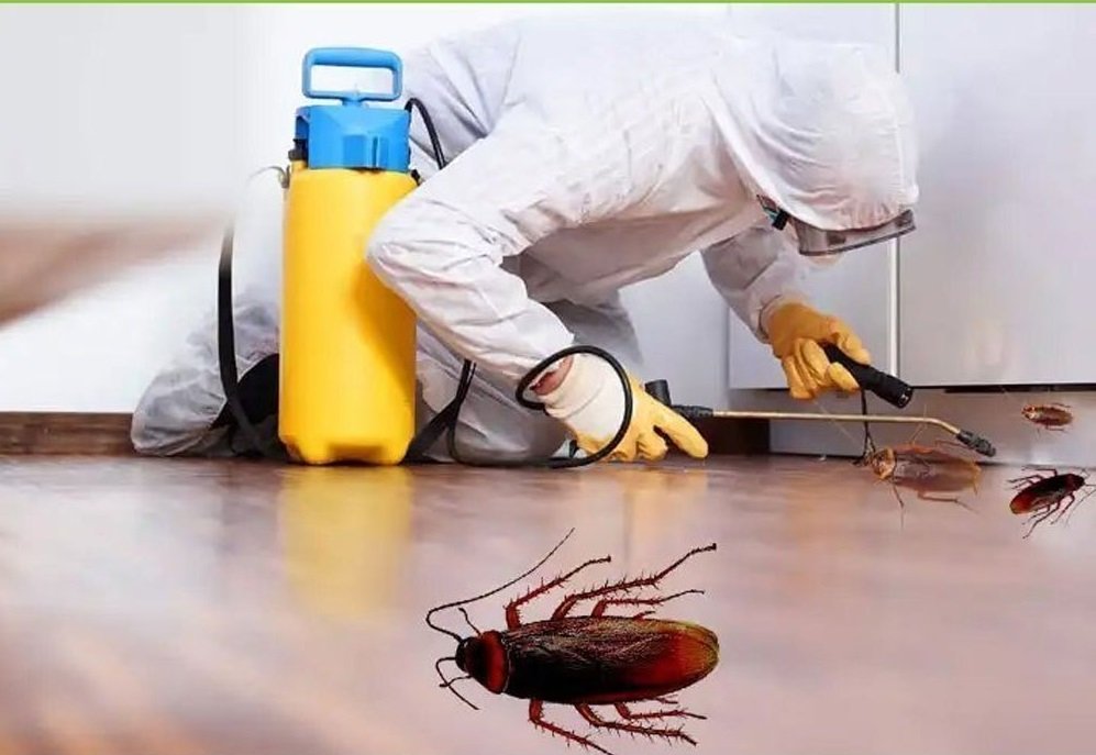 Cockroach dead at the time of pest control
