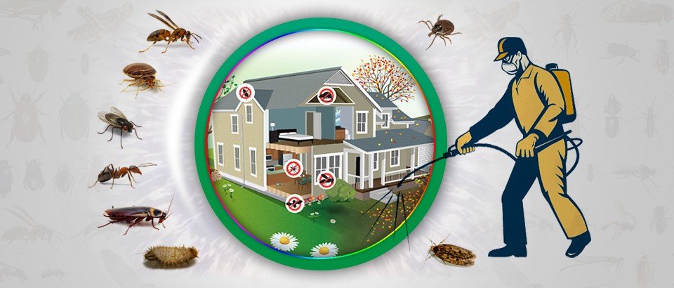 Affordable Pest Control Services in nagpur
