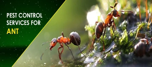 Ant pest control in nagpur