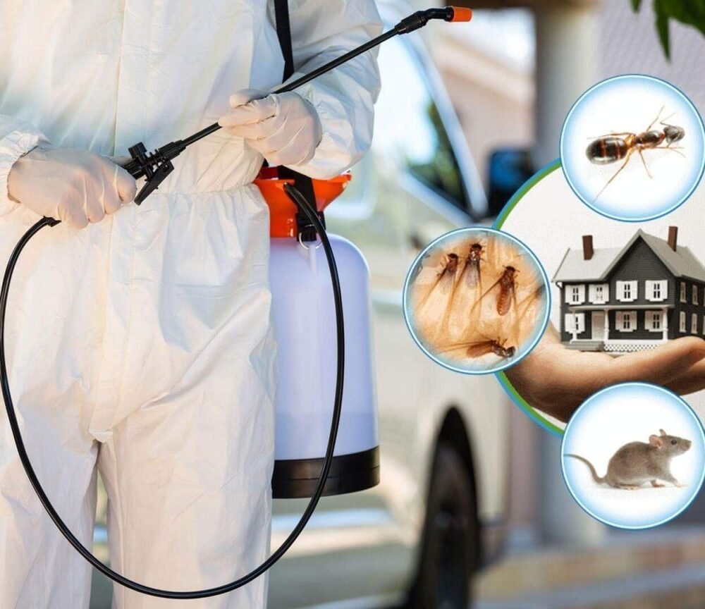 Best pest services in nagpur