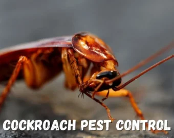 Cockroach pest contol in nagpur