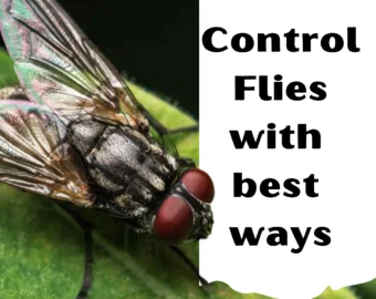 Flies pest control in nagpur