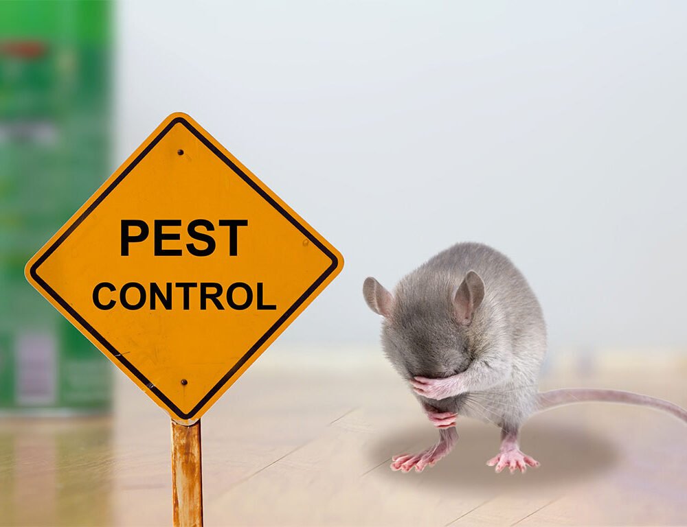 Rat pest control in nagpur