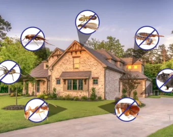 Residential Pest Control in nagpur