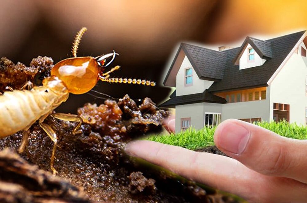 Termite control in nagpur