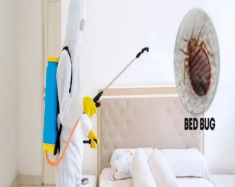 Bed bugs pest control in nagpur