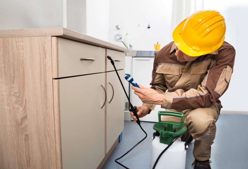 termite control in nagpur