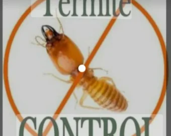 termite pest control in nagpur