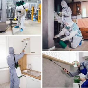 termite pest control in nagpur